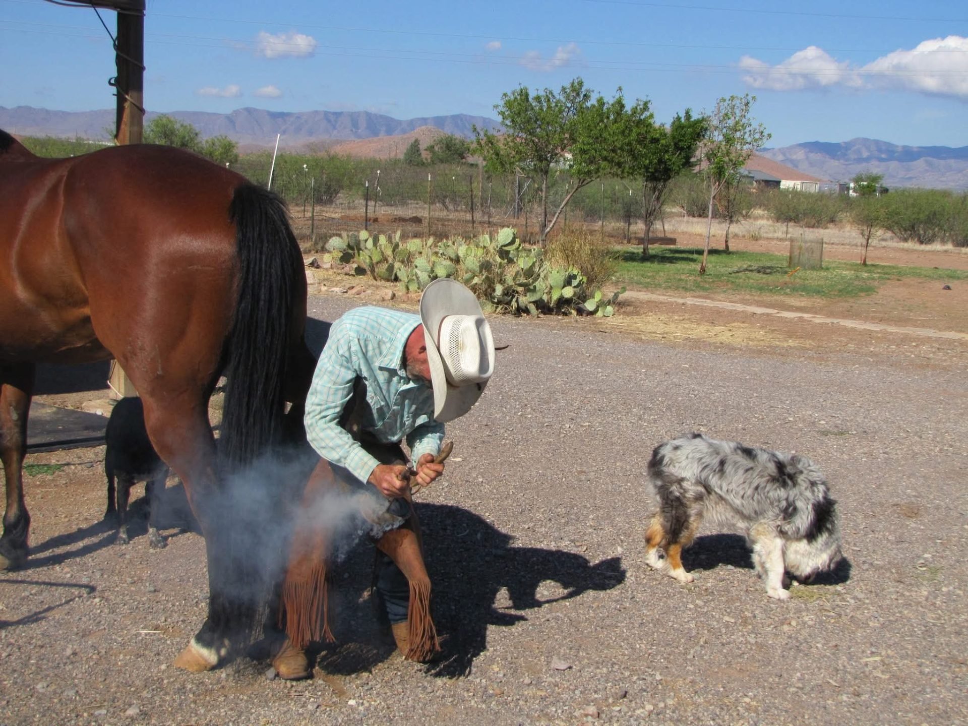 Peace & Plenty Ranch LLC — horse boarding in Pearce, AZ