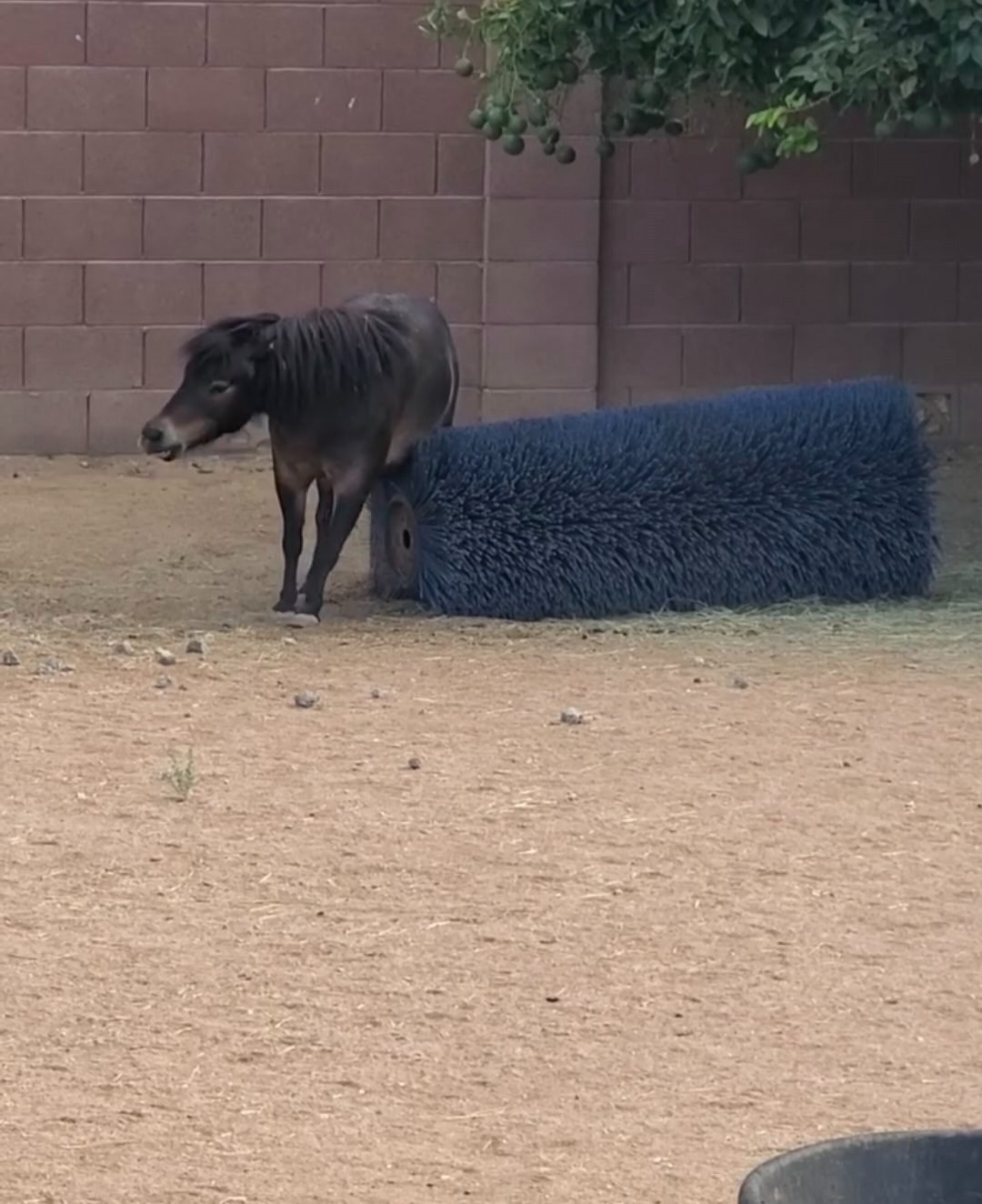 Little Pine Equine — horse boarding in Waddell, AZ