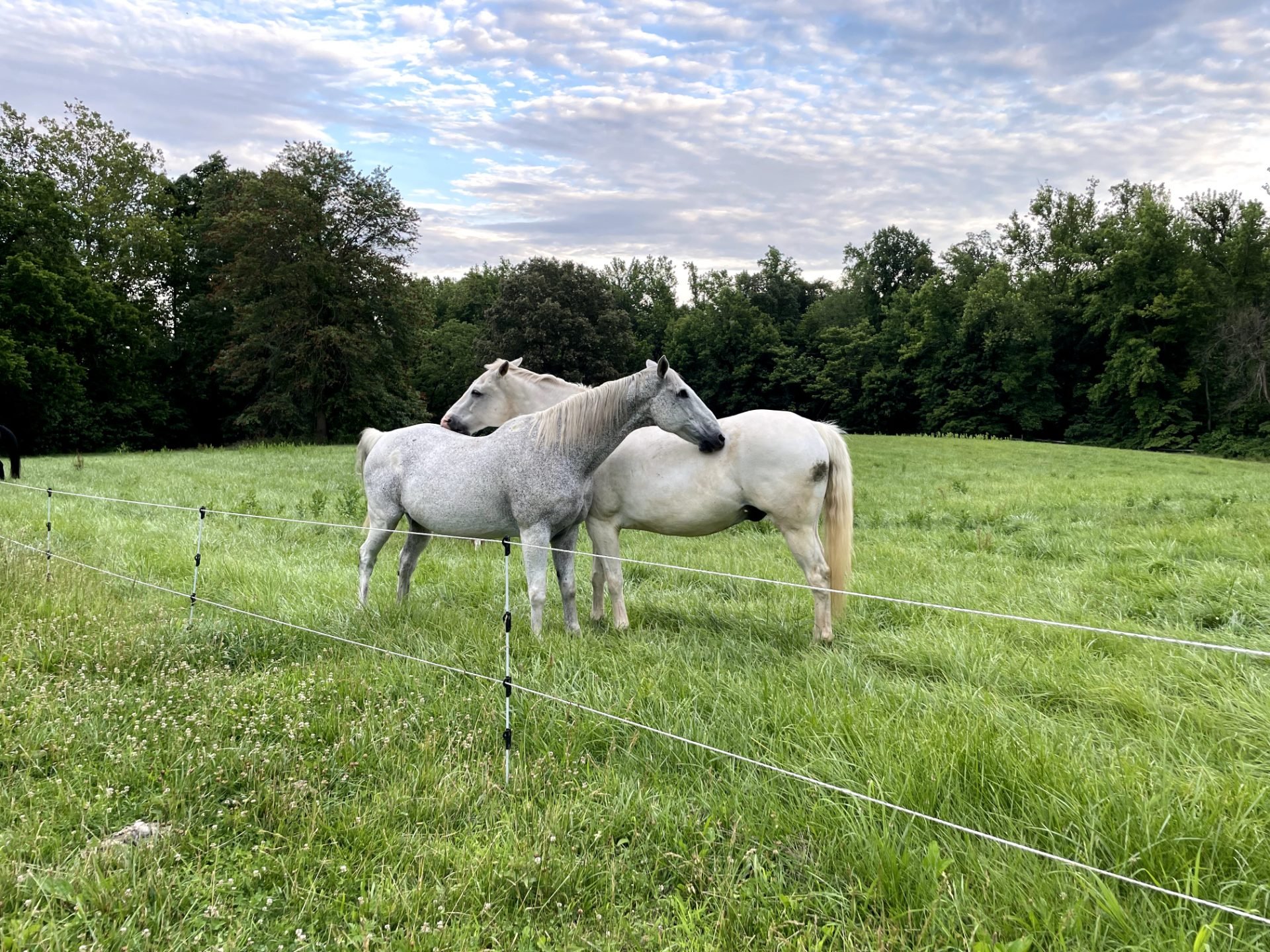 Fiddlers Folly — horse boarding in Edgewater, MD