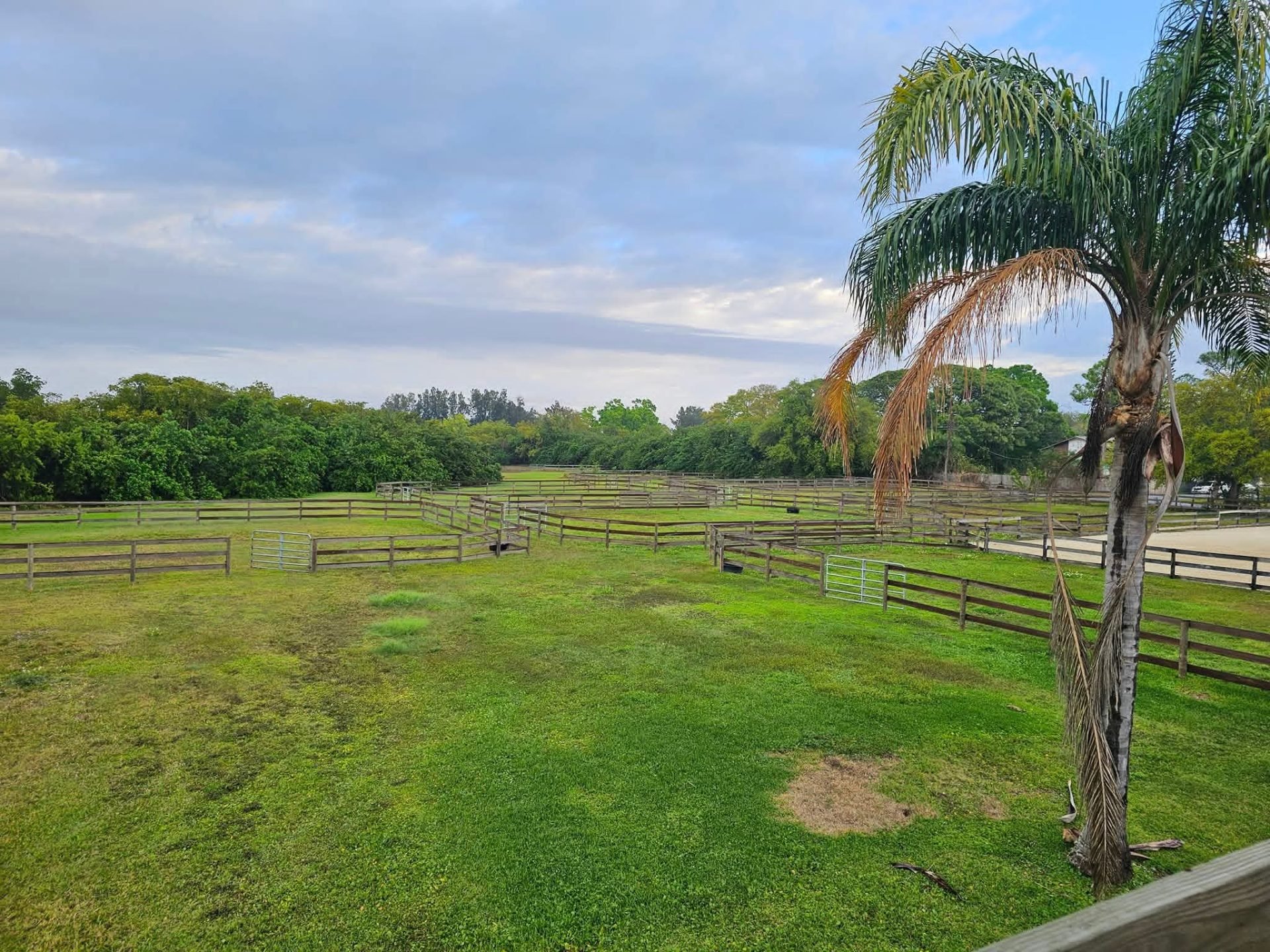 Phoenix Equestrian Center — horse boarding in Bradenton, FL