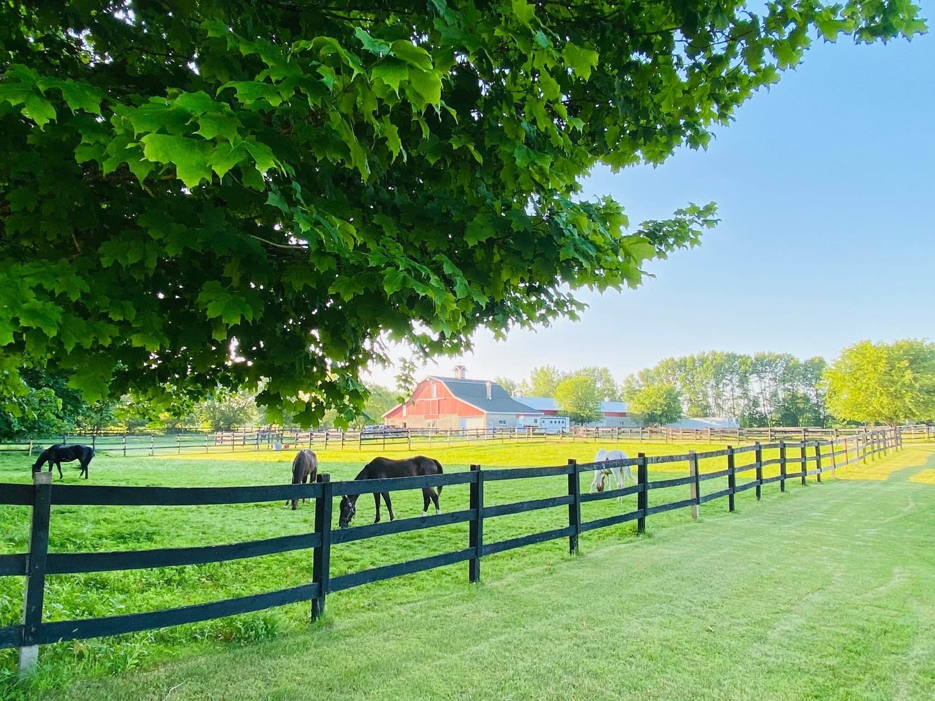 My Fantasy Farm, LLC photo 1