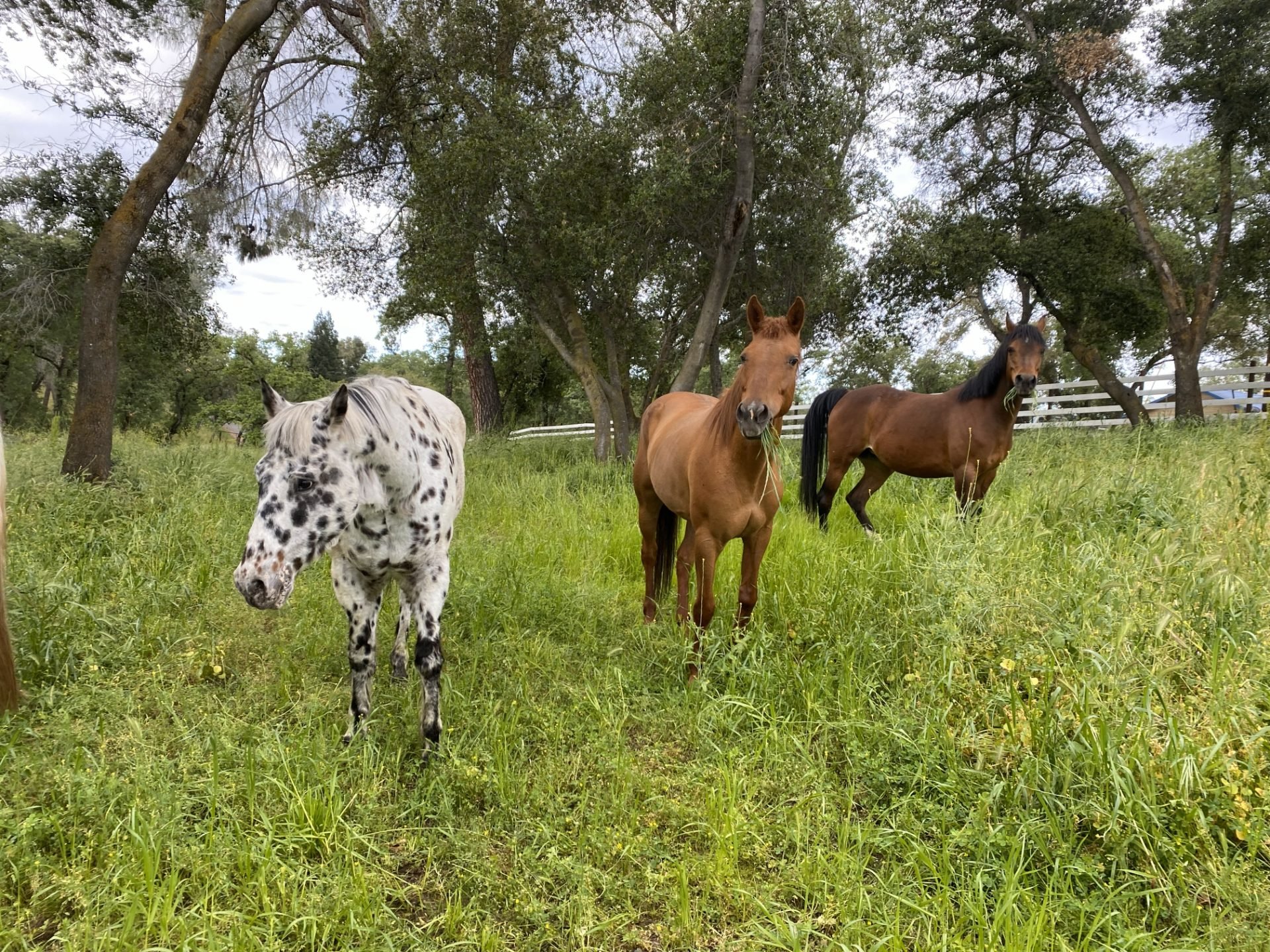 Fox Farms Virginiatown — horse boarding in Lincoln, CA